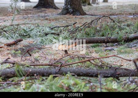 Branches de pin cassées sur le sol après la tempête de verglas de l'hiver. Concept des dommages causés par le temps d'hiver et du nettoyage des tempêtes Banque D'Images