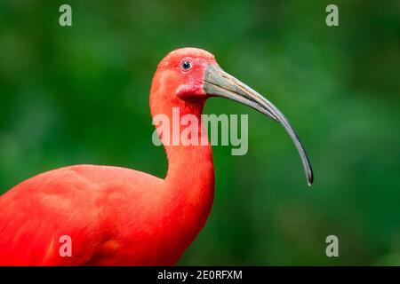 Portrait de l'Ibis Scarlet (Eudocimus Ruber) oiseau dans la forêt Banque D'Images
