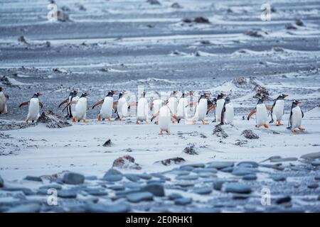 Gentoo Penguins (Pygocelis papouasie) marchant sur la plage, Sea Lion Island, Falkland Islands, Amérique du Sud Banque D'Images