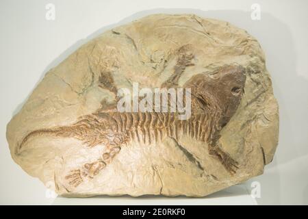 Fossile de squelette de lézard préhistorique sur la roche. Banque D'Images