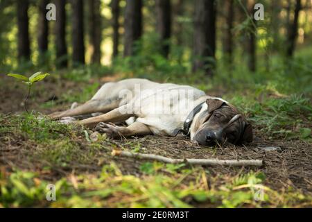 Un chien seul dort dans les bois après un long moment voyage en voiture Banque D'Images