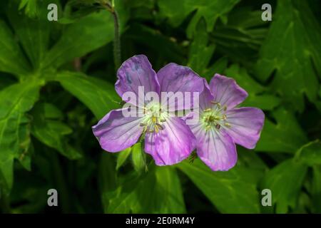 Fleur de géranium sauvage dans un cadre naturel. Aussi connu sous le nom de Geranium maculatum, géranium tacheté, ou géranium de bois, Banque D'Images