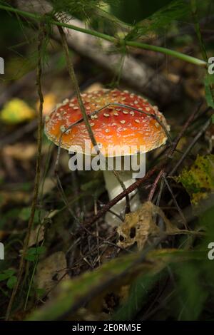 Gros et petit tabouret mouche agaric pousse dans la forêt Banque D'Images
