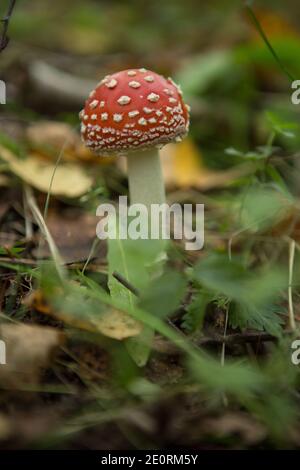 Gros et petit tabouret mouche agaric pousse dans la forêt Banque D'Images