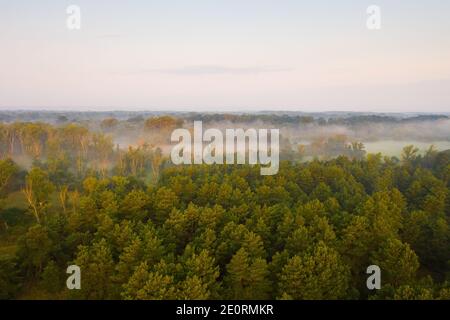 Forêt riveraine avec brouillard parmi les arbres verts et les prairies au lever du soleil. Banque D'Images