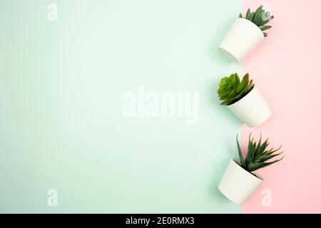 Trois différents types de succion dans les pots de fleurs blancs sont debout un arrière-plan coloré rose et bleu Banque D'Images