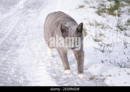 Un chat gris marchant dans la neige. Banque D'Images