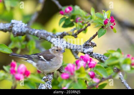 Chaffinch femelle [ fringilla coelebs ] dans l'arbre de pomme avec boutons de fleurs roses Banque D'Images