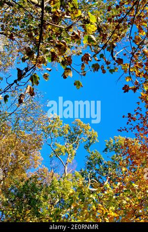 Regardant vers le haut à travers la canopée des arbres d'une forêt principalement de hêtres et de chênes pendant l'automne à un ciel bleu clair. Banque D'Images