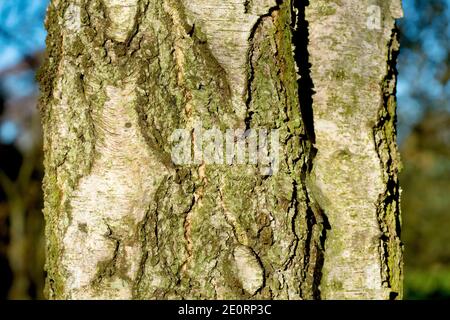 Gros plan de l'écorce d'un bouleau argenté mature (betula pendula), montrant la texture rugueuse et lisse de sa surface. Banque D'Images