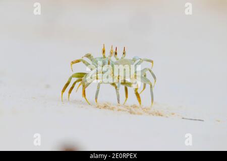 Deux crabes fantômes à cornes ou crabes fantômes à œil de corne (Ocypode ceratophthalmus) se présentant et se battant après que l'un d'eux ait marché sur le terrier de l'autre, aux Seychelles Banque D'Images