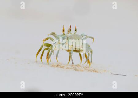 Deux crabes fantômes à cornes ou crabes fantômes à œil de corne (Ocypode ceratophthalmus) se présentant et se battant après que l'un d'eux ait marché sur le terrier de l'autre, aux Seychelles Banque D'Images