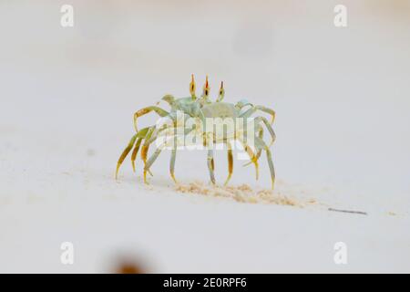 Deux crabes fantômes à cornes ou crabes fantômes à œil de corne (Ocypode ceratophthalmus) se présentant et se battant après que l'un d'eux ait marché sur le terrier de l'autre, aux Seychelles Banque D'Images