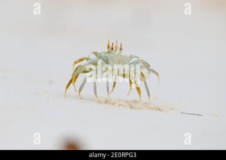 Deux crabes fantômes à cornes ou crabes fantômes à œil de corne (Ocypode ceratophthalmus) se présentant et se battant après que l'un d'eux ait marché sur le terrier de l'autre, aux Seychelles Banque D'Images