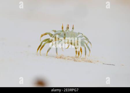 Deux crabes fantômes à cornes ou crabes fantômes à œil de corne (Ocypode ceratophthalmus) se présentant et se battant après que l'un d'eux ait marché sur le terrier de l'autre, aux Seychelles Banque D'Images