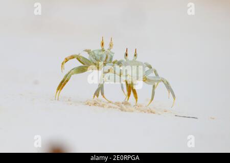 Deux crabes fantômes à cornes ou crabes fantômes à œil de corne (Ocypode ceratophthalmus) se présentant et se battant après que l'un d'eux ait marché sur le terrier de l'autre, aux Seychelles Banque D'Images