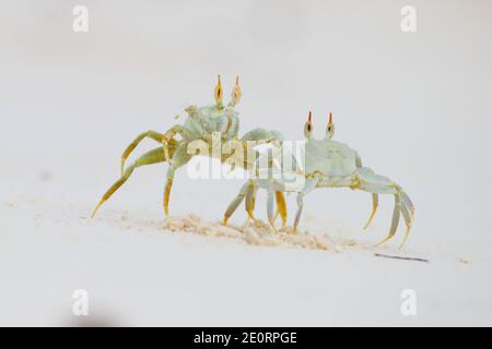 Deux crabes fantômes à cornes ou crabes fantômes à œil de corne (Ocypode ceratophthalmus) se présentant et se battant après que l'un d'eux ait marché sur le terrier de l'autre, aux Seychelles Banque D'Images