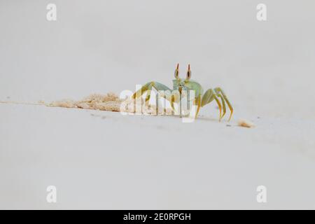 Un crabe fantôme à cornes ou un crabe fantôme à œil de corne (Ocypode ceratophthalmus) sur la plage de l'atoll de Cosmoledo, aux Seychelles Banque D'Images