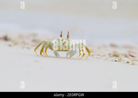 Un crabe fantôme à cornes ou un crabe fantôme à œil de corne (Ocypode ceratophthalmus) sur la plage de l'atoll de Cosmoledo, aux Seychelles Banque D'Images