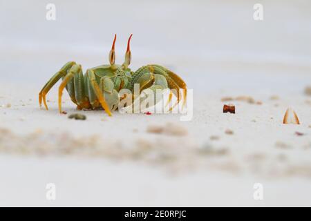 Un crabe fantôme à cornes ou un crabe fantôme à œil de corne (Ocypode ceratophthalmus) sur la plage de l'atoll de Cosmoledo, aux Seychelles Banque D'Images