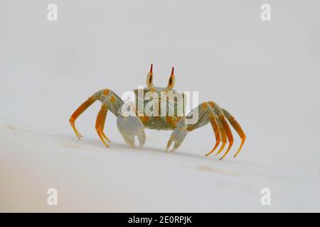 Un crabe fantôme à cornes ou un crabe fantôme à œil de corne (Ocypode ceratophthalmus) sur la plage de l'atoll de Cosmoledo, aux Seychelles Banque D'Images