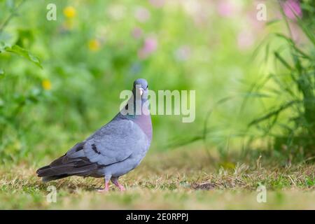 Stock Dove [ Columba oenas ] sur le sol à l'aspect dans l'appareil photo avec l'herbe non mise au point au premier plan et des fleurs hors foyer en arrière-plan Banque D'Images