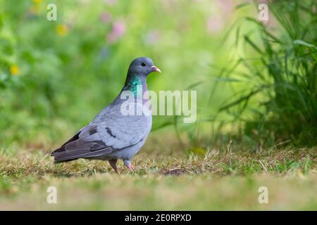 Stock Dove [ Columba oenas ] sur le sol avec herbe non mise au point au premier plan et non mise au point fleurs en arrière-plan Banque D'Images