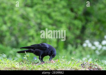 Corbeau-carrion [ Corvus corone ] se nourrissant sur carcasse avec arrière-plan non mis au point Banque D'Images