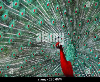 magnifique paon coloré dans le zoo photo montage rouge et vert Banque D'Images