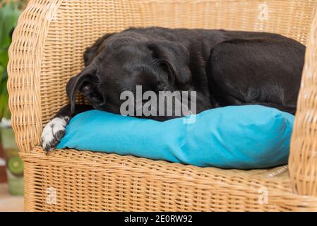 Chien noir pour sa place préférée chaise en rotin Banque D'Images