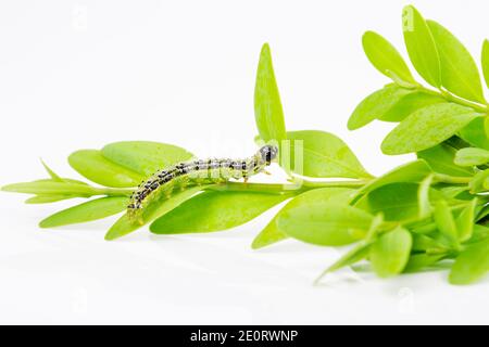 Rouleau de feuilles d'herbe Boxtree, Pest Banque D'Images