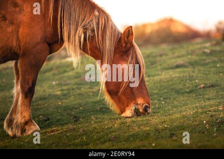 Chevaux sauvages mangeant de l'herbe au mont Jaizkibel, pays basque. Banque D'Images