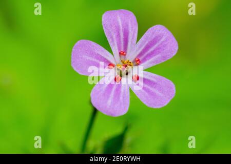 Cranesbill nauséabonde Banque D'Images