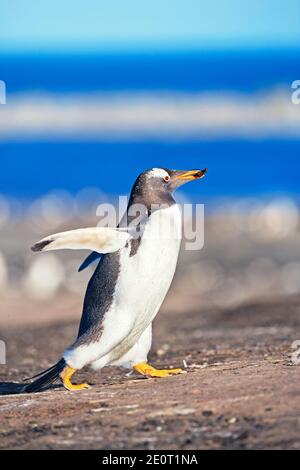 Manchot Gentoo (Pygocelis papouasie), transportant du matériel de nidification, Sea Lion Island, Falkland Islands, Amérique du Sud Banque D'Images