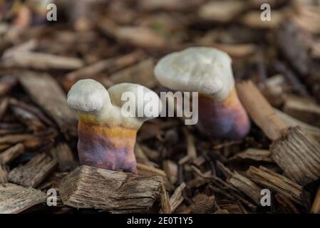 Plante médicinale rare et champignon médicinal - Reishi Banque D'Images