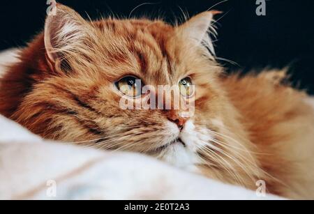 Portrait d'un chat au gingembre dans le lit Banque D'Images