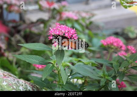 Gros plan d'un papillon Heliconius Hecale avec des ailes ouvertes, également connu sous le nom de Tiger Longwing, assis sur une fleur rose à Scottsdale, Arizona, États-Unis Banque D'Images