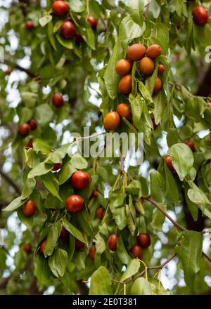 Ziziphiphus jujuba ou jujube date rouge ou fruits chinois date mûrissement sur un arbre Banque D'Images