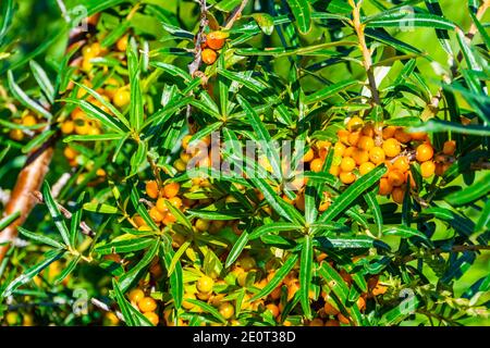 Macro-gros plan d'un buisson d'argousier avec des raisins, espèce de plantes à fructifier populaire d'Eurasie Banque D'Images