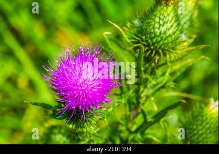 Belle macro gros plan d'un chardon de marais violet, espèce végétale sauvage commune d'Eurasie Banque D'Images