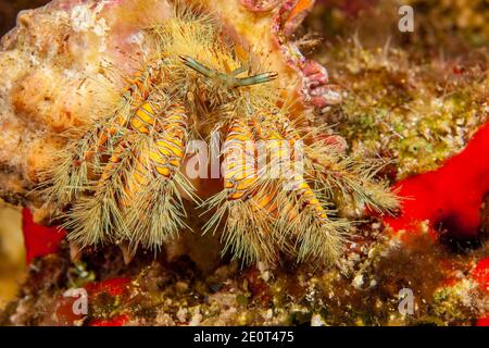 Crabe hermite jaune poilu ou grand crabe hermite poilu, Aniculus maximus, Hawaï. Banque D'Images