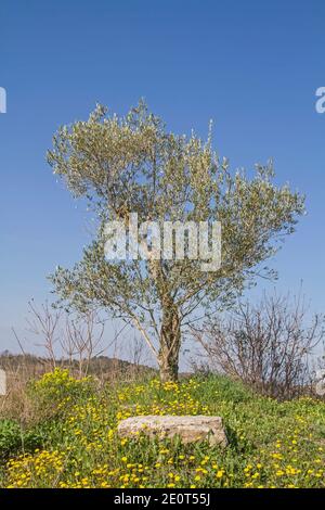 Un seul Olive Tree dans la campagne de l'Istrie Banque D'Images