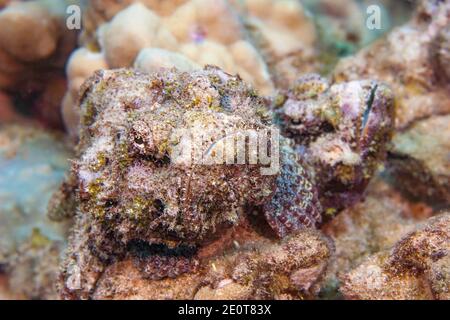 Le scorpionfish du diable, Scorpaenopsis diabolus, est un prédateur ambush qui repose sur un excellent camouflage. Cette paire se déplacerait autour du récif ensemble. Banque D'Images