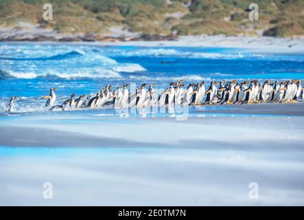 Gentoo Penguins (Pygocelis papouasie) marchant sur la plage, Sea Lion Island, Falkland Islands, Amérique du Sud Banque D'Images