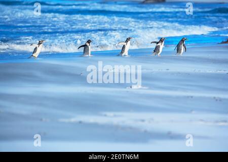 Gentoo Penguins (Pygocelis papouasie) marchant sur la plage, Sea Lion Island, Falkland Islands, Amérique du Sud Banque D'Images