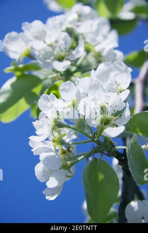 au printemps, l'arbre fleurit de délicates fleurs de cerisier blanc Banque D'Images