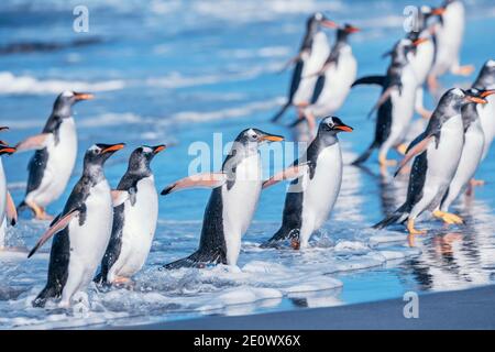 Manchots (Pygocelis Papouasie Papouasie) sortir de l'eau, l'île de Sea Lion, Îles Falkland, l'Atlantique Sud, l'Amérique du Sud Banque D'Images