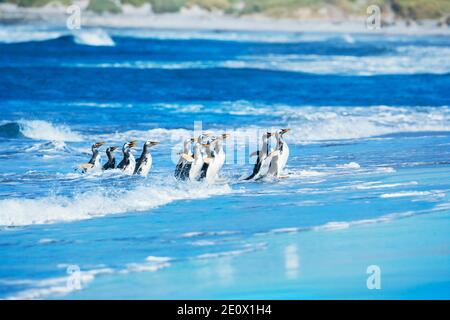 Manchots (Pygocelis Papouasie Papouasie) sortir de l'eau, l'île de Sea Lion, îles Malouines, l'Amérique du Sud Banque D'Images