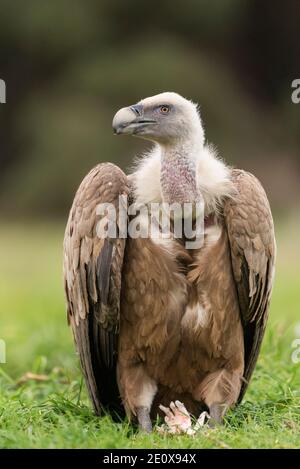 vautour de griffon perchée gyps fulvus Banque D'Images