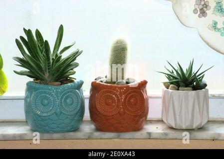 Ces images de gros plan sont des plantes en pot sur mon seuil de fenêtre. Ils sont d'un cactus blanc et des plantes d'aloès. Banque D'Images